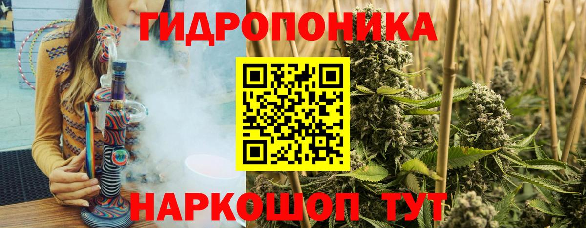 Канабис сатива Миллерово